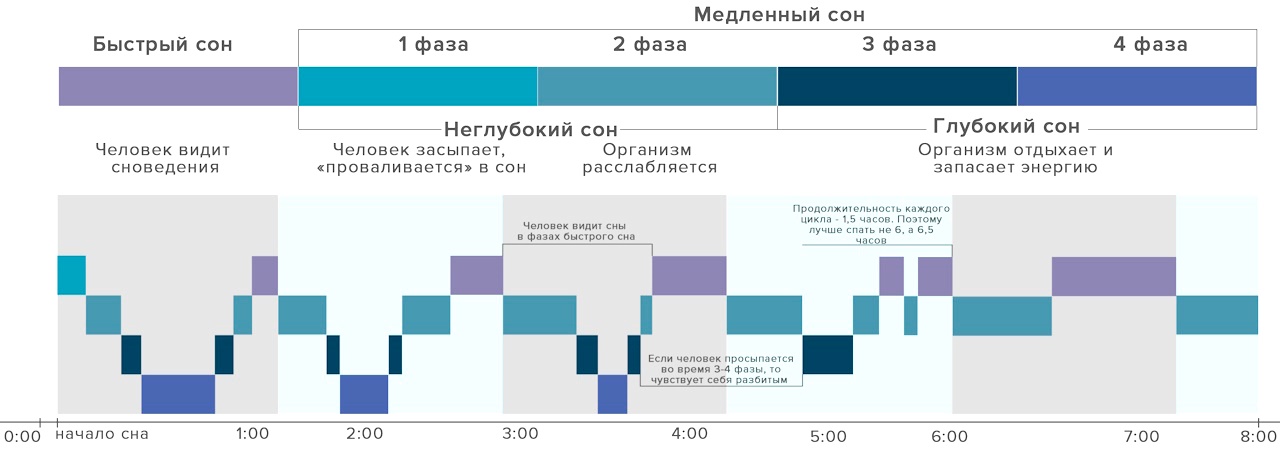 фазы сна